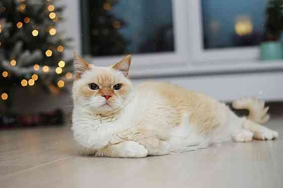 Очаровательный белый котик Пончик в дар в добрые руки! 