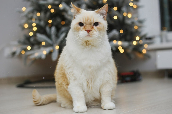 Очаровательный белый котик Пончик в дар в добрые руки!  - photo 7