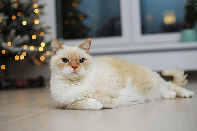 Очаровательный белый котик Пончик в дар в добрые руки!  - изображение 4