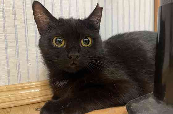 Очаровательная черная кошечка котенок Шэлли ищет дом! 