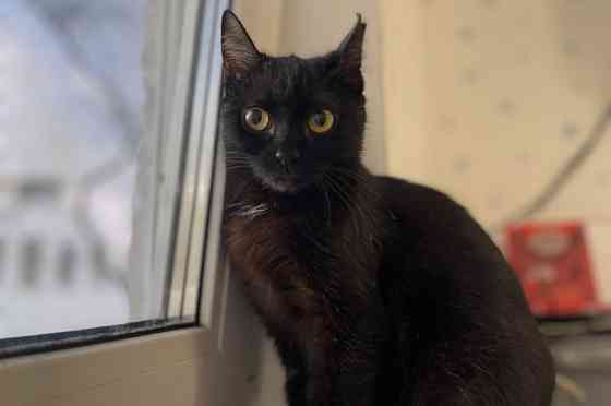 Очаровательная черная кошечка котенок Шэлли ищет дом! 