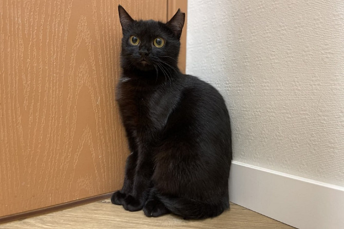Очаровательная черная кошечка котенок Шэлли ищет дом!  - изображение 7