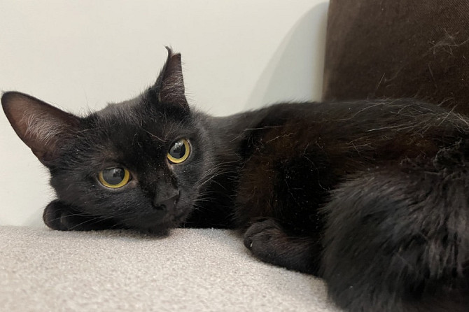 Очаровательная черная кошечка котенок Шэлли ищет дом!  - photo 2