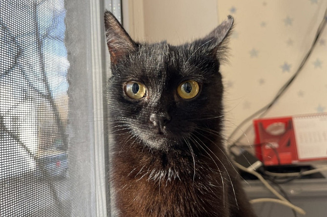 Очаровательная черная кошечка котенок Шэлли ищет дом!  - изображение 3