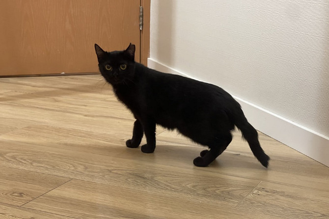 Очаровательная черная кошечка котенок Шэлли ищет дом!  - изображение 8