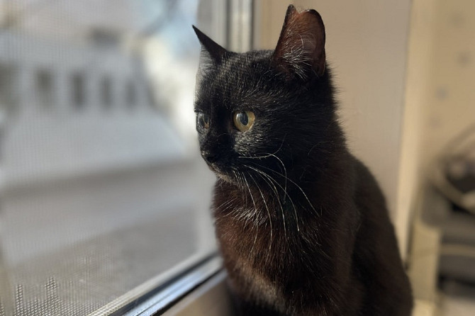 Очаровательная черная кошечка котенок Шэлли ищет дом!  - photo 5