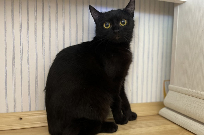Очаровательная черная кошечка котенок Шэлли ищет дом!  - photo 6