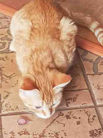 Маленькая рыжая кошечка котенок Апельсинка ищет дом! 