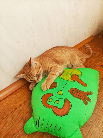 Маленькая рыжая кошечка котенок Апельсинка ищет дом!  - изображение 4