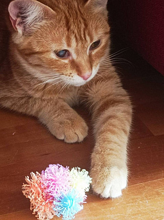 Маленькая рыжая кошечка котенок Апельсинка ищет дом!  - изображение 7
