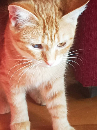 Маленькая рыжая кошечка котенок Апельсинка ищет дом!  - изображение 8