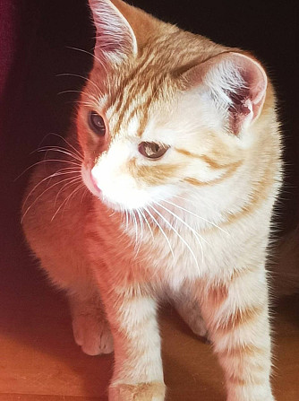 Маленькая рыжая кошечка котенок Апельсинка ищет дом!  - photo 3