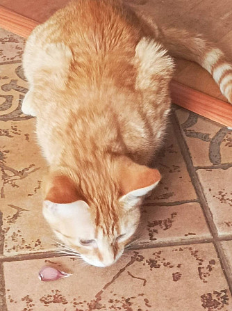 Маленькая рыжая кошечка котенок Апельсинка ищет дом!  - изображение 5