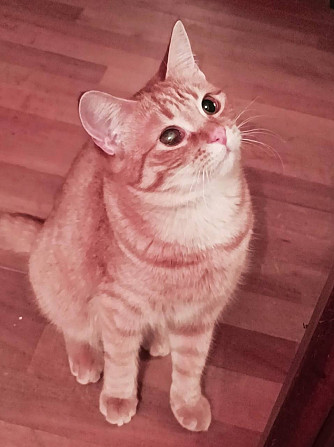Маленькая рыжая кошечка котенок Апельсинка ищет дом!  - photo 2