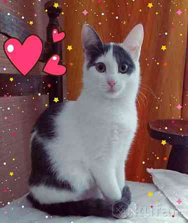 Очаровательная кошечка котенок Люси в дар добрым сердцам! 