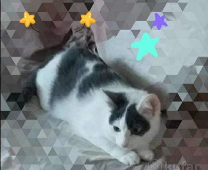 Очаровательная кошечка котенок Люси в дар добрым сердцам!  - photo 2