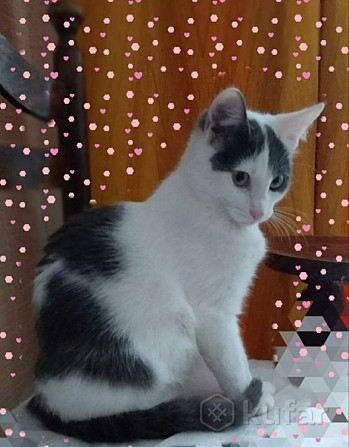 Очаровательная кошечка котенок Люси в дар добрым сердцам!  - photo 5