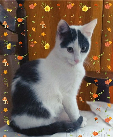 Очаровательная кошечка котенок Люси в дар добрым сердцам!  - photo 6