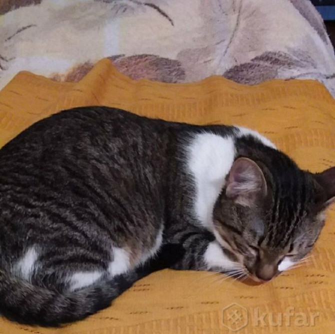 Нежная кошечка котенок Тигруша в поисках семьи!  - изображение 2