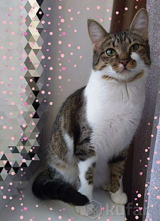Нежная кошечка котенок Тигруша в поисках семьи!  - изображение 6
