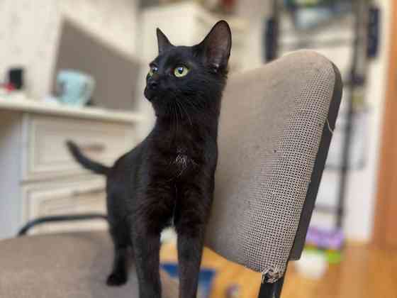 Очаровательная черная кошечка котенок Чарли в поисках семьи! 