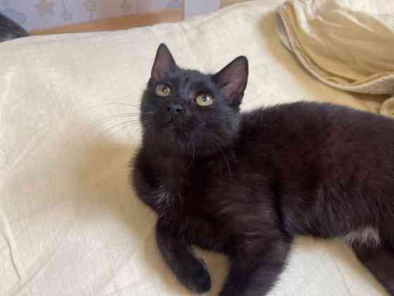 Очаровательная черная кошечка котенок Чарли в поисках семьи! 
