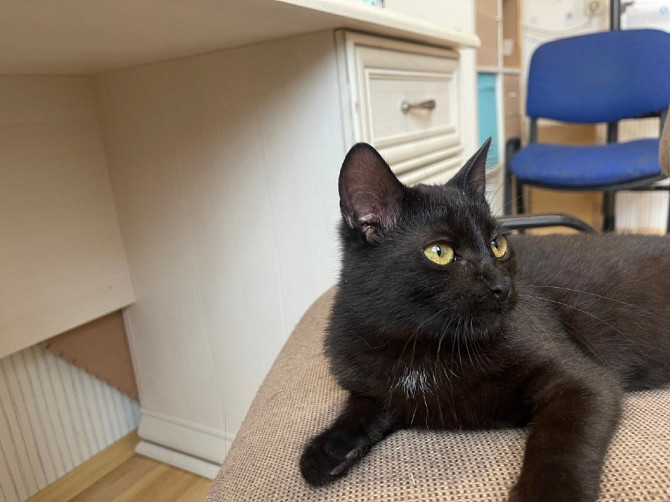 Очаровательная черная кошечка котенок Чарли в поисках семьи!  - изображение 3