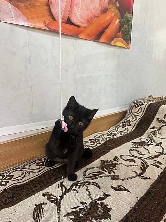 Очаровательная черная кошечка котенок Чарли в поисках семьи!  - изображение 8
