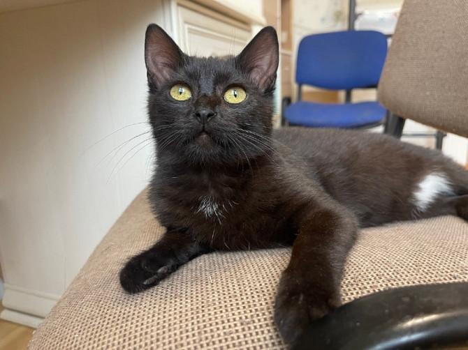 Очаровательная черная кошечка котенок Чарли в поисках семьи!  - изображение 2