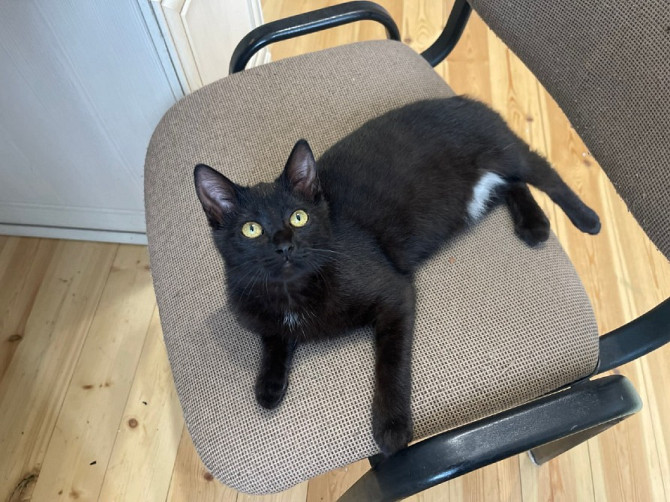 Очаровательная черная кошечка котенок Чарли в поисках семьи!  - photo 4