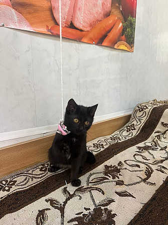 Очаровательная черная кошечка котенок Чарли в поисках семьи!  - изображение 7