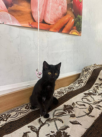 Очаровательная черная кошечка котенок Чарли в поисках семьи!  - изображение 1