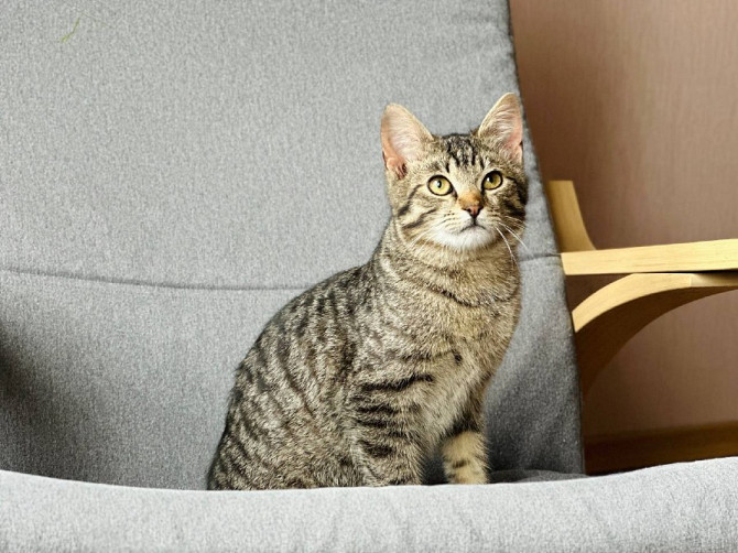 Чудесный полосатый котенок мальчик в дар в добрые ручки!  - изображение 4