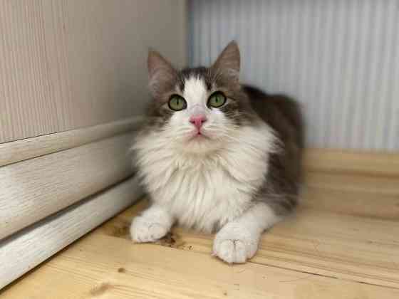 Очаровательная кошечка котенок Лиза в поисках любящей семьи! 